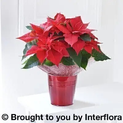Christmas Festive Poinsettia Tin