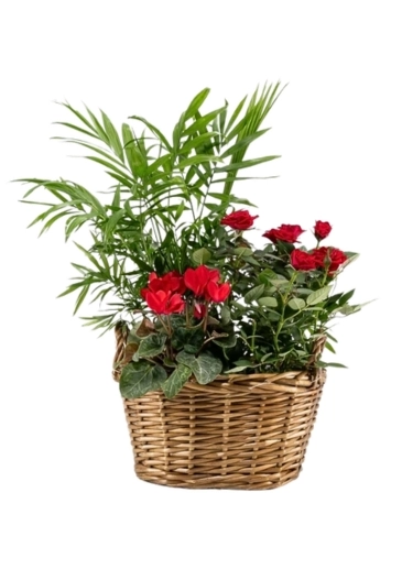 Christmas Gift Planter Ideal for Indoors