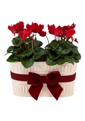 Cyclamen Duo Christmas Plant Red Flowers