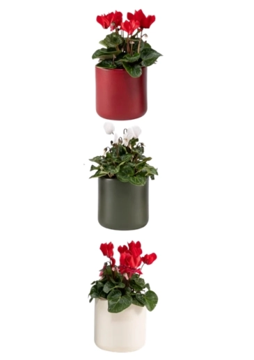 Easy Care Indoor Plant Gift Set of 3 Cyclamen Delivered