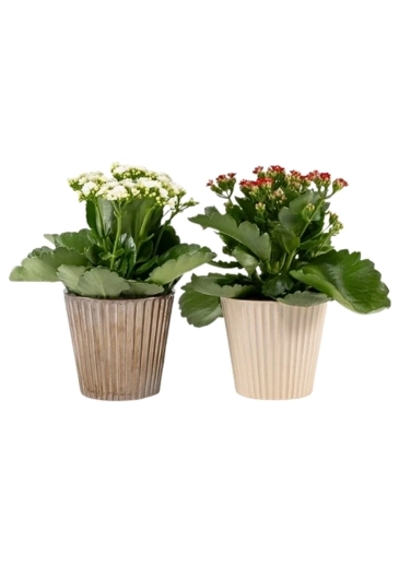 Festive Kalenchoe Beginners Houseplant Duo
