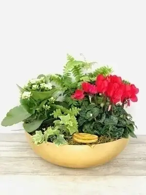 Gold Traditions Christmas Planted Bowl Red Cyclamen Gold Traditions Christmas Planted Bowl Red Cyclamen