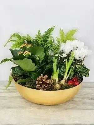 Gold Traditions Christmas Planted Bowl White Cyclamen Gold Traditions Christmas Planted Bowl White Cyclamen