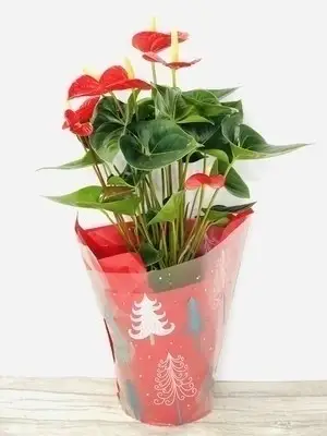 Heartfelt Christmas Large Anthurium Plant Heartfelt Christmas Large Anthurium Plant