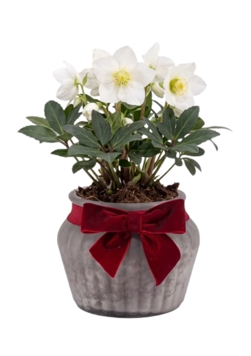 Hellebore Christmas Plant Delivered