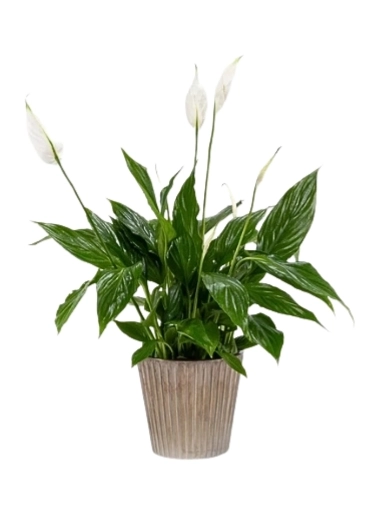 Purity Prosperity and Peace Lily Plant
