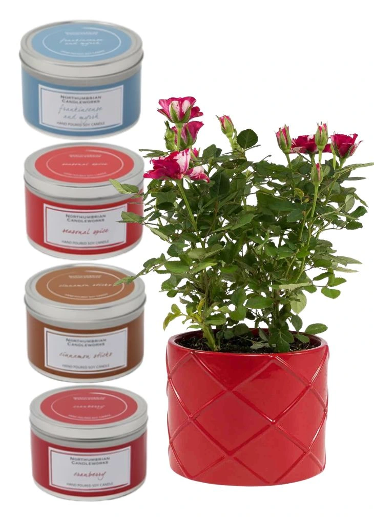Rose Plant and Candle Gift Delivery Rose Plant and Candle Gift Delivery