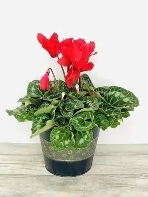 Scarlett Christmas Red Cyclamen Large Plant Scarlett Christmas Red Cyclamen Large Plant
