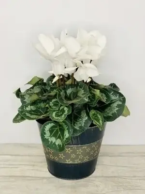 Snow White Christmas Cyclamen Large Plant Snow White Christmas Cyclamen Large Plant