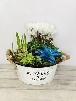 Sparking Christmas Planted Arrangement White Sparking Christmas Planted Arrangement White