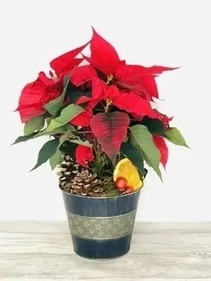 Traditional Christmas British Poinsettia Plant Traditional Christmas British Poinsettia Plant