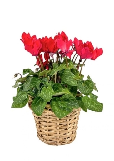 Traditional Cyclamen Christmas Gift Basket