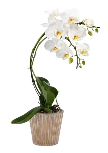 Unusual White Cascade Christmas orchid plant indoors