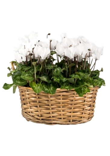 White Winter Houseplants Flowering Christmas Plants