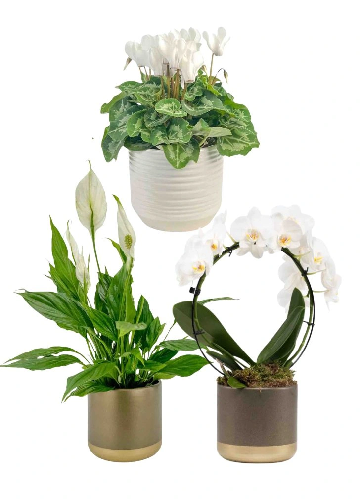 White Winter Houseplants Flowering Trio
